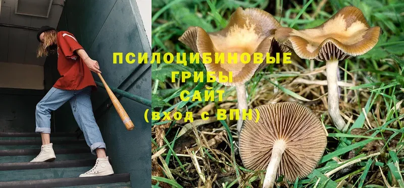 Псилоцибиновые грибы Magic Shrooms  Трубчевск 